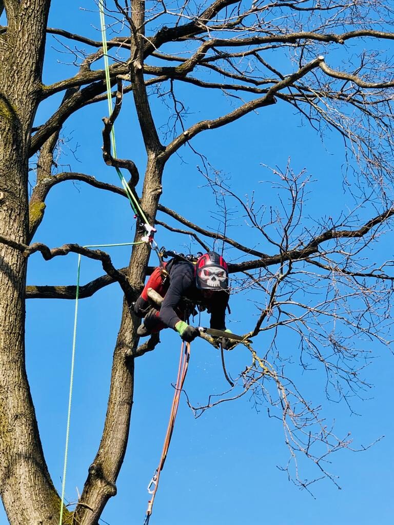 Baumpflege, Seilklettertechnik, Baumklettern